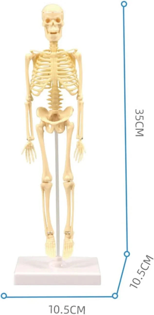 Teng Xin – Explore Science Bone Assembly