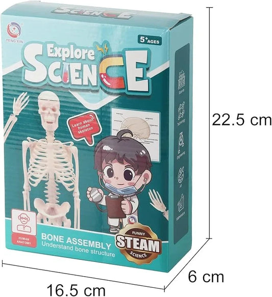 Teng Xin – Explore Science Bone Assembly
