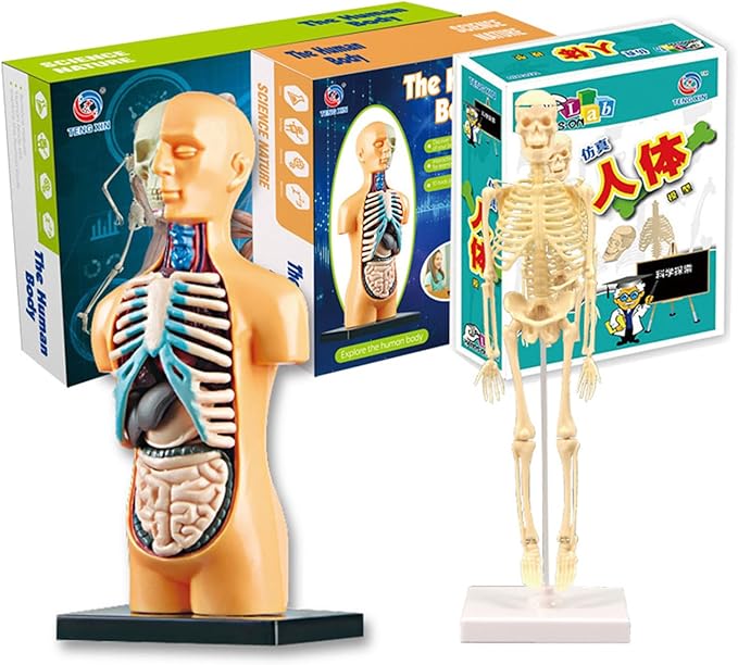 Teng Xin – Explore Science Bone Assembly
